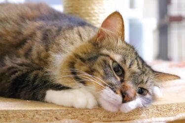 猫の熱中症対策グッズ6選｜症状のサインと正しい対策法